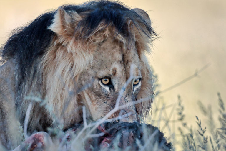 löwe mt einem kill, kgalagadi, april 2025