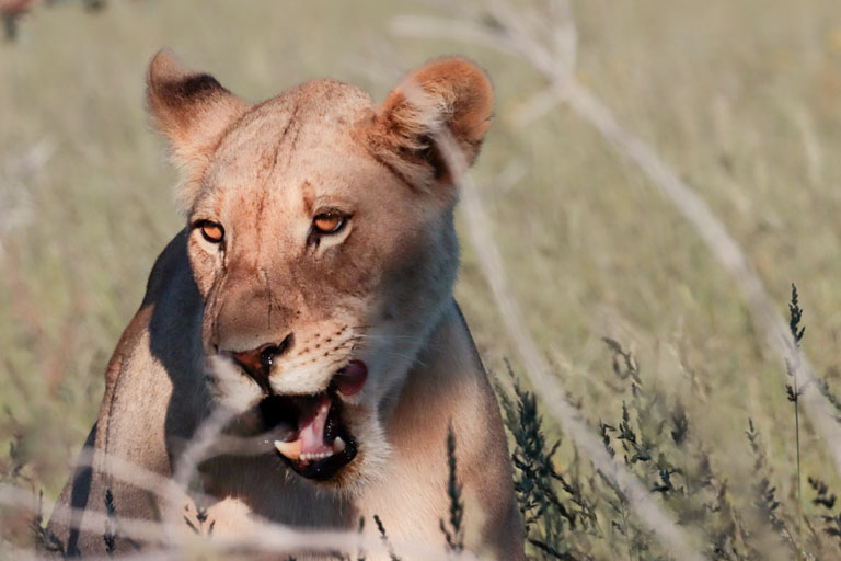 aufmerksame löwin im hohen gras, kgalagadi, april 2025
