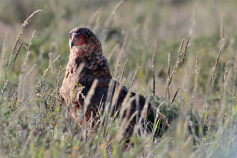 raubvogel im hohen gras, kgalagadi, april 2025