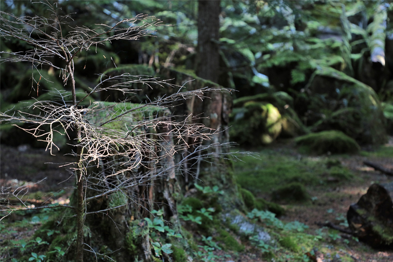 licht- und schattenspiele im wald bei den brandwine falls, kanada, september 2025
