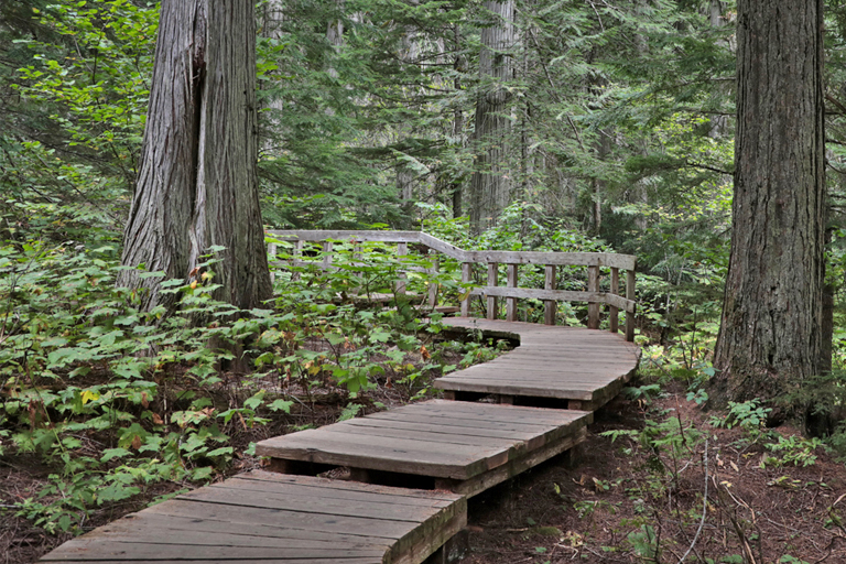 giant cedar's boardwalk, revelstoke, kanada, september 2025