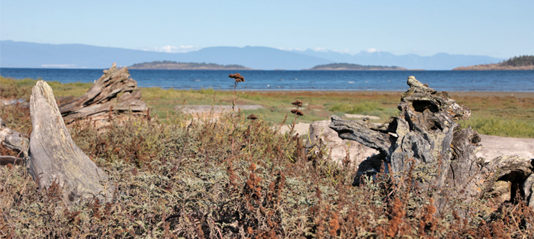 rathtrevor beach, vancouver island, kanada, september 2025
