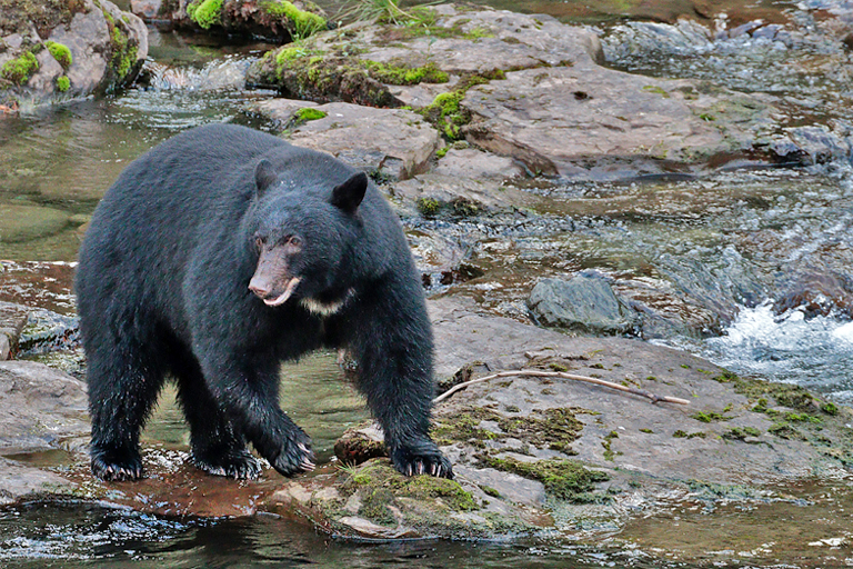 schwarzbär, stamp river, vancouver island, kanada, september 2025