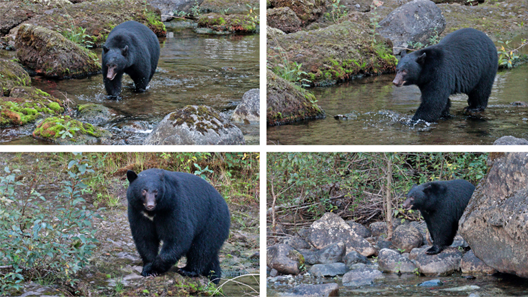 schwarzbär, stamp river, vancouver island, kanada, september 2025