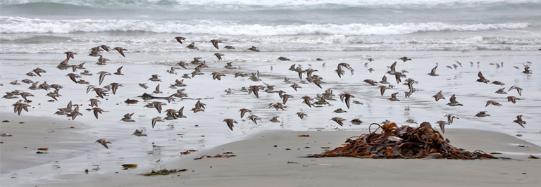 vögel am strand, greenpoint campground, vancouver island, kanada, september 2025