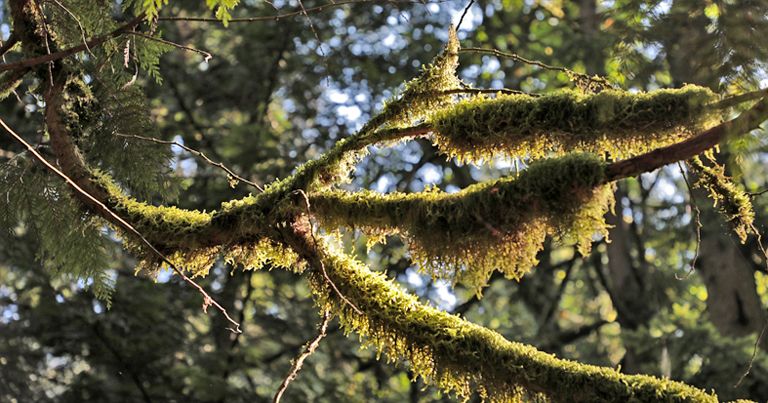 bemooste bäume, british columbia, kanada, september 2025