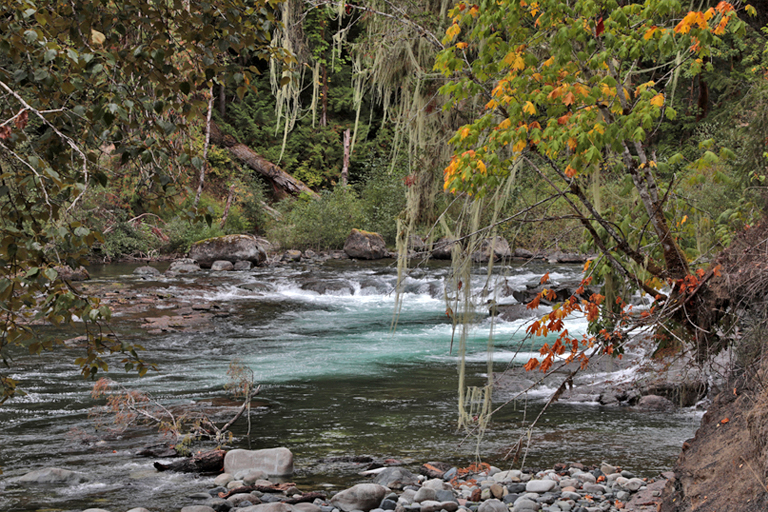 stamp river, blick auf den fluss, vancouver island, kanada, september 2025