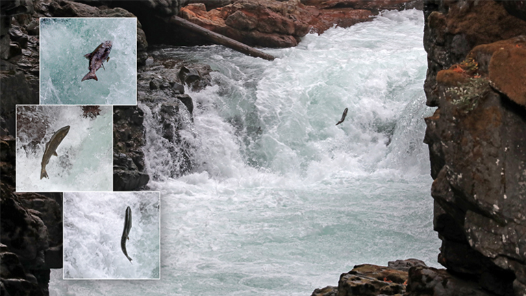 stamp river, springende lachse, vancouver island, kanada, september 2025