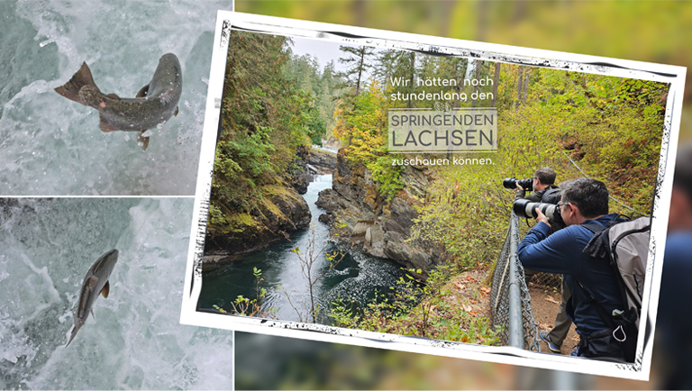 stamp river, springende lachse, vancouver island, kanada, september 2025