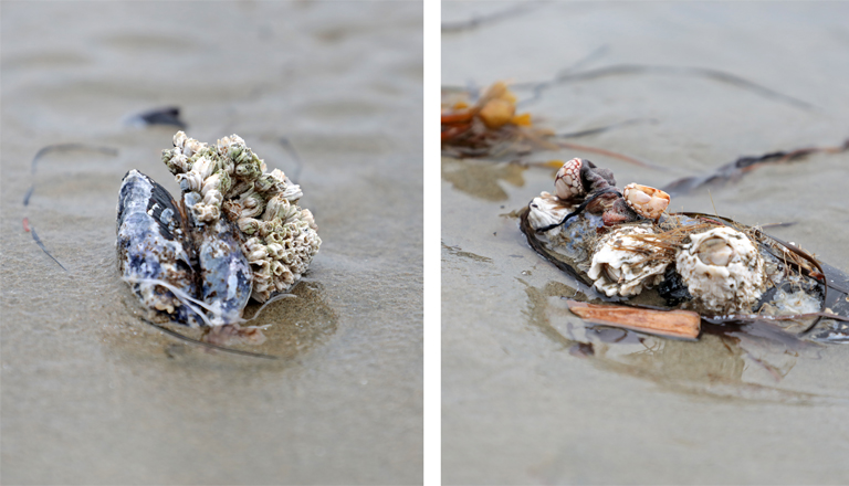 muscheln am strand, greenpoint campground, vancouver island, kanada, september 2025