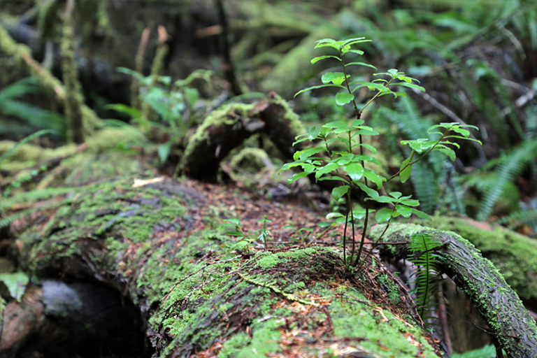 toter baum im regenwald auf dem greenpoint campground, vancouver island, kanada, september 2025