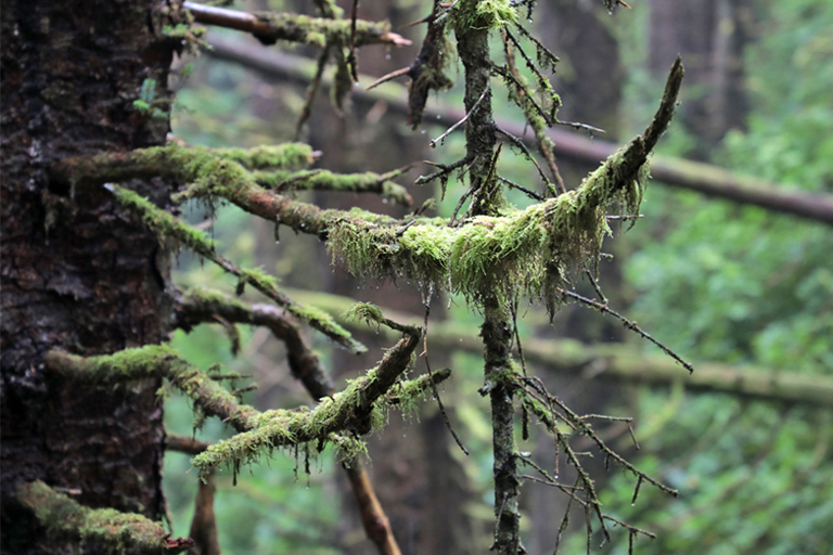 bemooste äste im regenwald auf dem greenpoint campground, vancouver island, kanada, september 2025