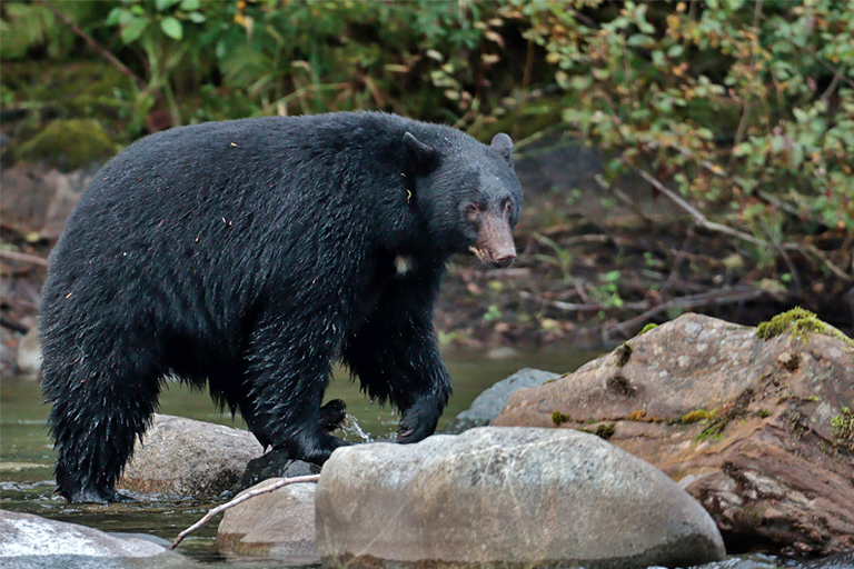 schwarzbär am stamp river, vancouver island, kanada, september 2025