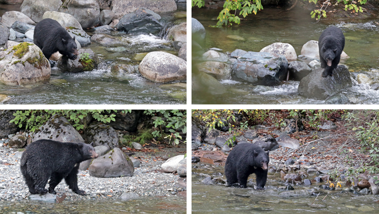 collage, schwarzbär am stamp river, vancouver island, kanada, september 2025