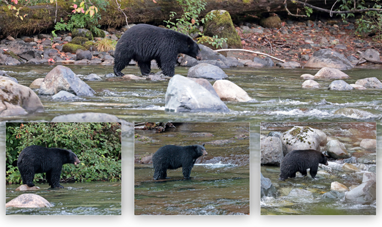 collage, schwarzbär am stamp river, vancouver island, kanada, september 2025