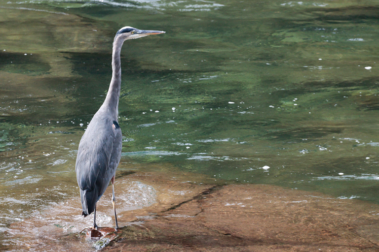 reiher am stamp river, vancouver island, kanada, september 2025