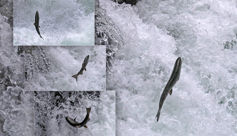 springende lachse, stamp river, vancouver island, kanada, september 2025
