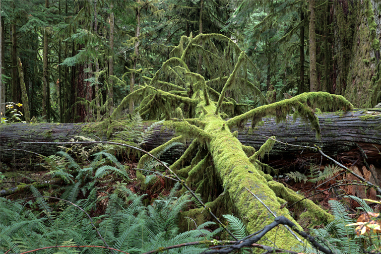 cathedral grove, vancouver island, kanada, september 2025