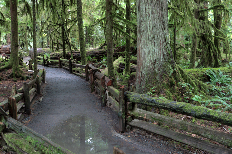 rundweg, cathedral grove, vancouver island, kanada, september 2025