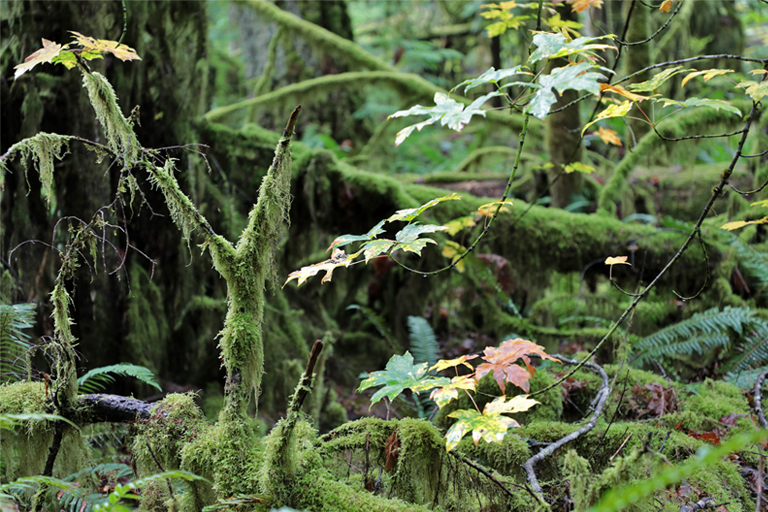 buntes laub, cathedral grove, vancouver island, kanada, september 2025