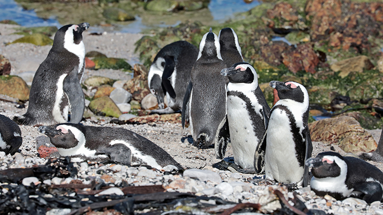 viele pinguine, stony point, südafrika, märz 2026