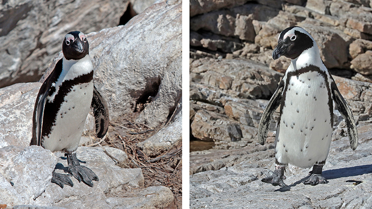 pinguine, stony point, südafrika, märz 2026