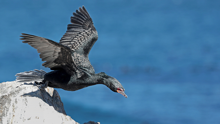 kormoran, stony point, südafrika, märz 2026