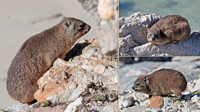 rock dassies, stony point, südafrika, märz 2026