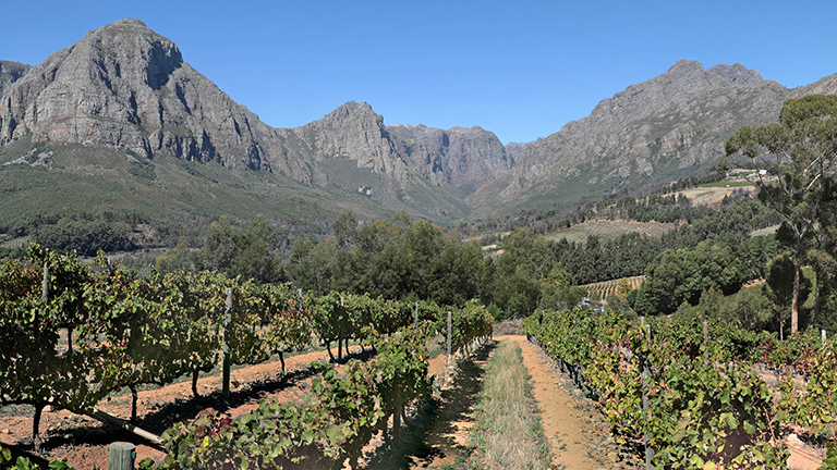 weinstöcke, weingut rainbow's end, stellenbosch, südafrika, märz 2026