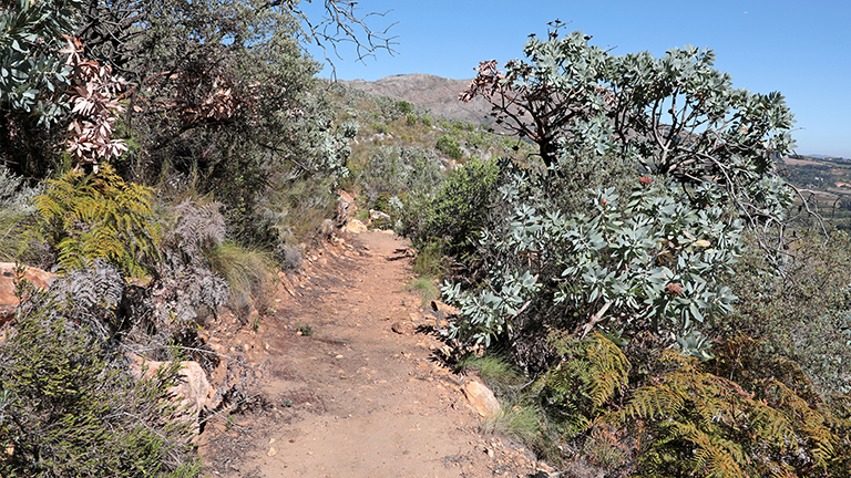 wanderweg, banhoek conservancy,  stellenbosch, südafrika, märz 2026