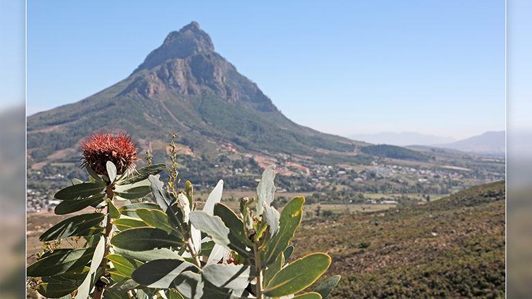 protea und berg, banhoek conservancy,  stellenbosch, südafrika, märz 2026