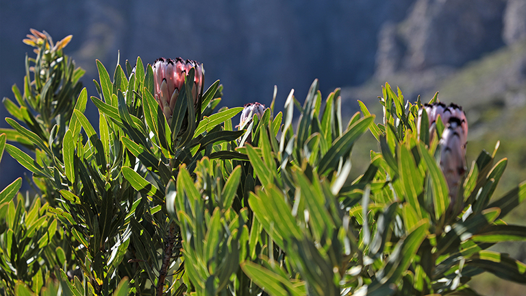 protea, stellenbosch, südafrika, märz 2026