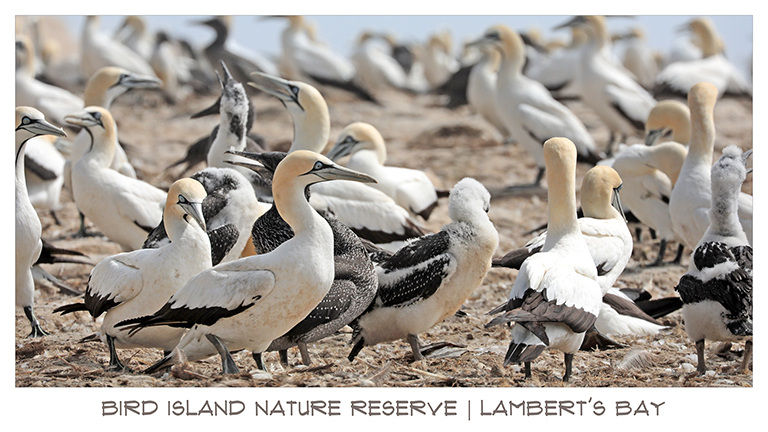 bird island nature reserve, lamberts bay, kaptölpel, südafrika, april 2026