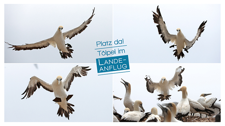 bird island nature reserve, lamberts bay, kaptölpel im landeanflug, südafrika, april 2026