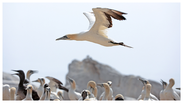 bird island nature reserve, lamberts bay, fliegender kaptölpel, südafrika, april 2026