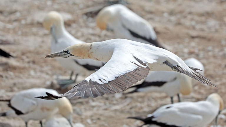 bird island nature reserve, lamberts bay, startender kaptölpel, südafrika, april 2026