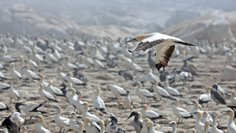 bird island nature reserve, lamberts bay, kaptölpel-kolonie, südafrika, april 2026