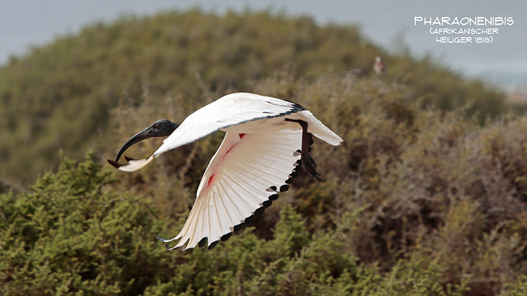 bird island nature reserve, lamberts bay, startender ibis, südafrika, april 2026