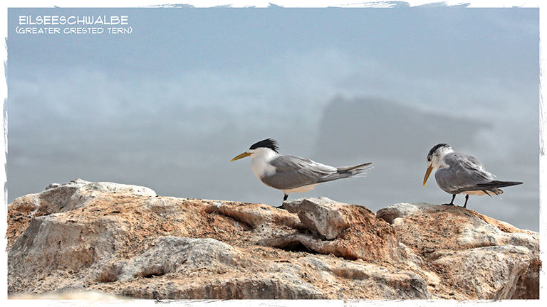 bird island nature reserve, lamberts bay, eilseeschwalben, südafrika, april 2026
