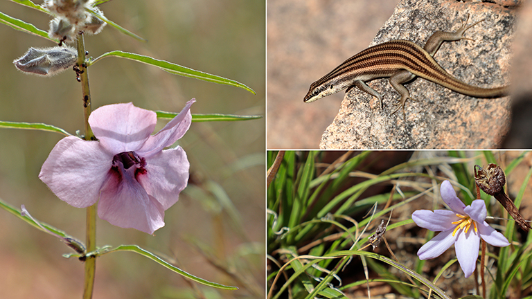 blümchen und tierchen, nauams campsite #2, namibia, april 2026