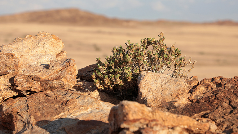 nachmittagslicht in mirabib, namib naukluft, namibia, april 2026