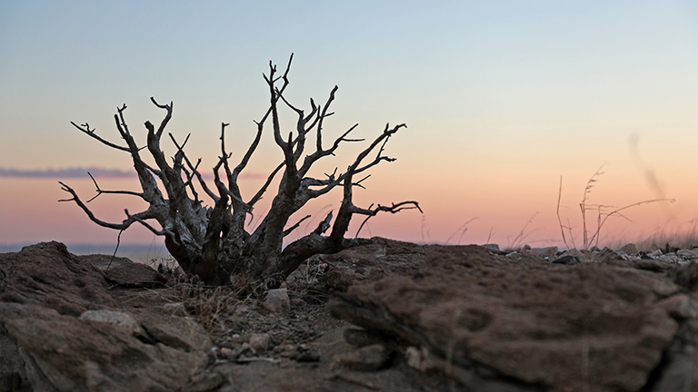 pflanze im abendlicht, mirabib, namib naukluft, namibia, april 2026