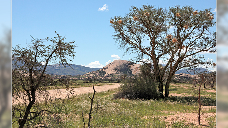 unterwegs durch blühende landschaft, namibia, april 2026