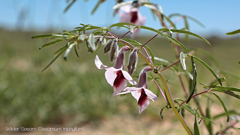 wilder sesam, namibia, april 2026