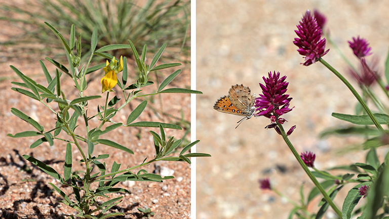 blümchen mit schmetterling, namibia, april 2026