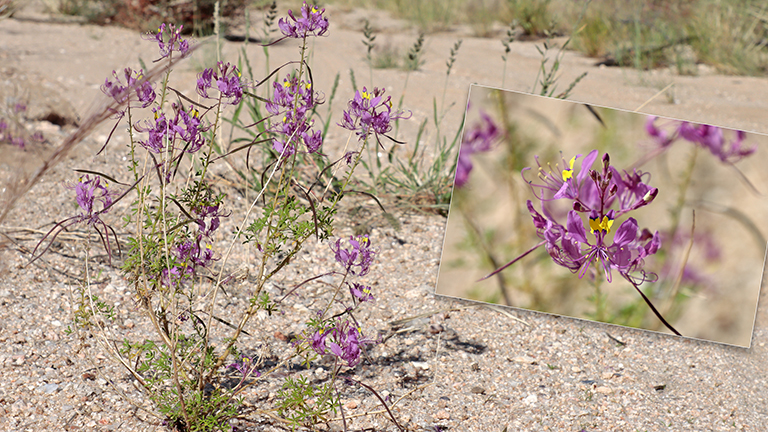 blühende blümchen, donkerhuk west, duiker's den, namibia, april 2026