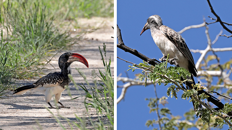 tokos, donkerhuk west, duiker's den, namibia, april 2026