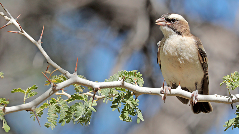 webervogel, donkerhuk west, duiker's den, namibia, april 2026