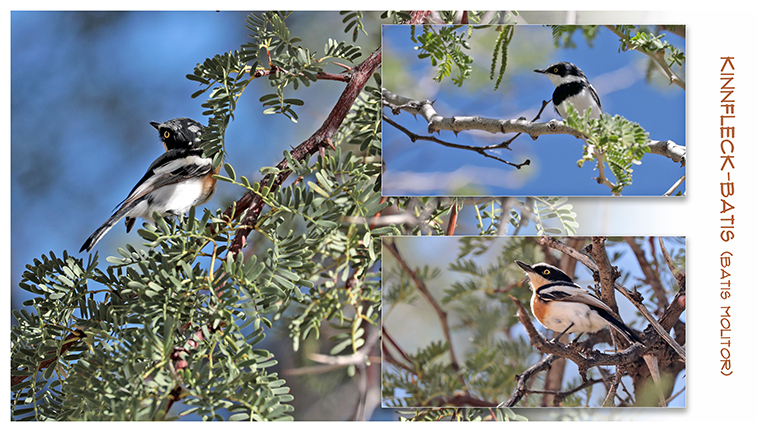 kinnfleck-batis, donkerhuk west, duiker's den, namibia, april 2026