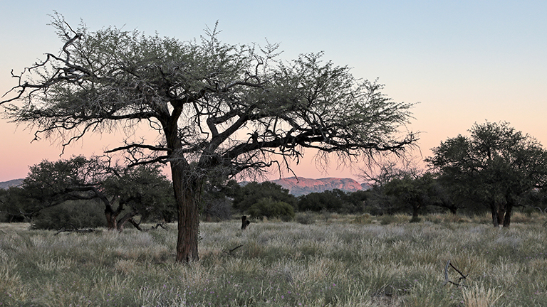 abenddämmerung mit baum, donkerhuk west, duiker's den, namibia, april 2026